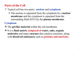 Parts of the Cell
 Typical cell has two parts: nucleus and cytoplasm.
    The nucleus is separated from the cytoplasm by a nuclear
      membrane and the cytoplasm is separated from the
      surrounding fluid (ECF) by the plasma membrane.
Cytoplasm
 The gel-like material within the cell membrane
 It is a fluid matrix composed of water, salts, organic
  molecules and many enzymes that catalyze reactions, along
  with dissolved substances such as proteins and nutrients.




                                                                5
 