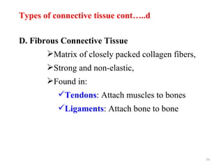 Types of connective tissue cont…..d

D. Fibrous Connective Tissue
       Matrix of closely packed collagen fibers,
       Strong and non-elastic,
       Found in:
          Tendons: Attach muscles to bones
          Ligaments: Attach bone to bone




                                                    50
 