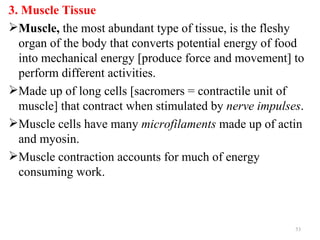 3. Muscle Tissue
Muscle, the most abundant type of tissue, is the fleshy
  organ of the body that converts potential energy of food
  into mechanical energy [produce force and movement] to
  perform different activities.
Made up of long cells [sacromers = contractile unit of
  muscle] that contract when stimulated by nerve impulses.
Muscle cells have many microfilaments made up of actin
  and myosin.
Muscle contraction accounts for much of energy
  consuming work.



                                                        53
 