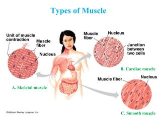 Types of Muscle




                                       B. Cardiac muscle



A. Skeletal muscle




                                       C. Smooth muscle
                                                   56
 