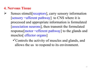 4. Nervous Tissue
 Senses stimuli[receptors], carry sensory information
    [sensory =afferent pathway] to CNS where it is
    processed and appropriate information is formulated
    [association neurons], then transmit the formulated
    response[motor =efferent pathway] to the glands and
    muscles[ effector organs]
      Controls the activity of muscles and glands, and
       allows the us to respond to its environment.




                                                      57
 