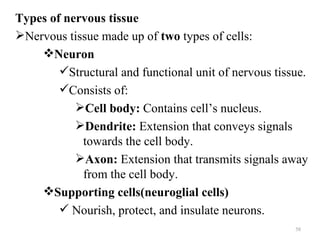 Types of nervous tissue
Nervous tissue made up of two types of cells:
    Neuron
        Structural and functional unit of nervous tissue.
        Consists of:
           Cell body: Contains cell’s nucleus.
           Dendrite: Extension that conveys signals
            towards the cell body.
           Axon: Extension that transmits signals away
            from the cell body.
    Supporting cells(neuroglial cells)
         Nourish, protect, and insulate neurons.
                                                       58
 