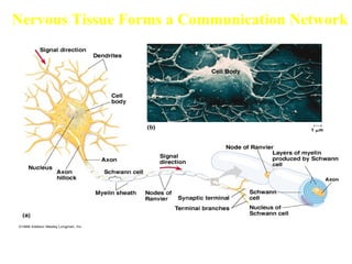 Nervous Tissue Forms a Communication Network
 