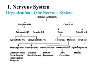 1. Nervous System
Organization of the Nervous System




                                     61
 