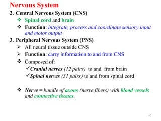 Nervous System
2. Central Nervous System (CNS)
    Spinal cord and brain
    Function: integrate, process and coordinate sensory input
       and motor output
3. Peripheral Nervous System (PNS)
    All neural tissue outside CNS
    Function: carry information to and from CNS
    Composed of:
       Cranial nerves (12 pairs) to and from brain
       Spinal nerves (31 pairs) to and from spinal cord

    Nerve = bundle of axons (nerve fibers) with blood vessels
     and connective tissues.


                                                             62
 