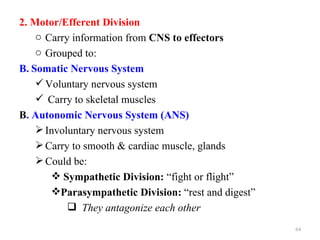 2. Motor/Efferent Division
    o Carry information from CNS to effectors
    o Grouped to:
B. Somatic Nervous System
     Voluntary nervous system
     Carry to skeletal muscles
B. Autonomic Nervous System (ANS)
     Involuntary nervous system
     Carry to smooth & cardiac muscle, glands
     Could be:
        Sympathetic Division: “fight or flight”
       Parasympathetic Division: “rest and digest”
            They antagonize each other
                                                      64
 