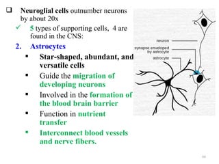     Neuroglial cells outnumber neurons
     by about 20x
     5 types of supporting cells, 4 are
        found in the CNS:
    2.    Astrocytes
          Star-shaped, abundant, and
            versatile cells
          Guide the migration of
            developing neurons
          Involved in the formation of
            the blood brain barrier
          Function in nutrient
            transfer
          Interconnect blood vessels
            and nerve fibers.
                                           66
 