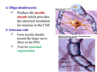 4. Oligo-dendrocytes
       Produce the myelin
        sheath which provides
        the electrical insulation
        for neurons in the CNS
5. Schwann cells
     Form myelin sheaths
       around the larger nerve
       fibers in the PNS.
     Vital for neuronal
       regeneration




                                    68
 