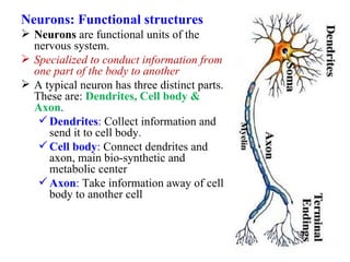 Neurons: Functional structures
 Neurons are functional units of the
  nervous system.
 Specialized to conduct information from
  one part of the body to another
 A typical neuron has three distinct parts.
  These are: Dendrites, Cell body &
  Axon.
    Dendrites: Collect information and
     send it to cell body.
    Cell body: Connect dendrites and
     axon, main bio-synthetic and
     metabolic center
    Axon: Take information away of cell
     body to another cell



                                               69
 