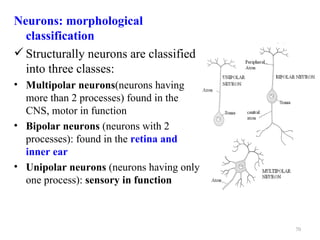 Neurons: morphological
  classification
 Structurally neurons are classified
  into three classes:
• Multipolar neurons(neurons having
  more than 2 processes) found in the
  CNS, motor in function
• Bipolar neurons (neurons with 2
  processes): found in the retina and
  inner ear
• Unipolar neurons (neurons having only
  one process): sensory in function



                                          70
 