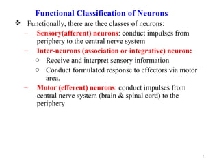 Functional Classification of Neurons
 Functionally, there are thee classes of neurons:
 – Sensory(afferent) neurons: conduct impulses from
     periphery to the central nerve system
 – Inter-neurons (association or integrative) neuron:
    o Receive and interpret sensory information
    o Conduct formulated response to effectors via motor
        area.
 – Motor (efferent) neurons: conduct impulses from
     central nerve system (brain & spinal cord) to the
     periphery




                                                           71
 