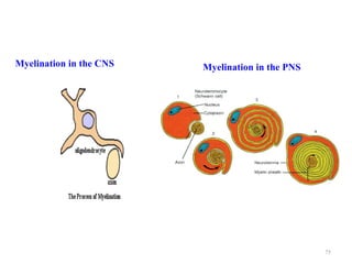Myelination in the CNS   Myelination in the PNS




                                                  75
 