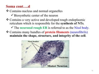 Soma cont….d
 Contains nucleus and normal organelles
    Biosynthetic center of the neuron
 Contains a very active and developed rough endoplasmic
  reticulum which is responsible for the synthesis of NTs.
    The neuronal rough ER is referred to as the Nissl body.
 Contains many bundles of protein filaments (neurofibrils)
  maintain the shape, structure, and integrity of the cell.




                                                               78
 