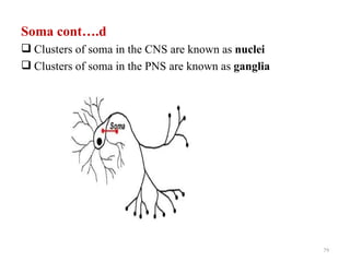 Soma cont….d
 Clusters of soma in the CNS are known as nuclei
 Clusters of soma in the PNS are known as ganglia




                                                     79
 
