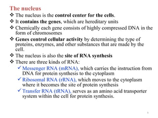 The nucleus
 The nucleus is the control center for the cells.
 It contains the genes, which are hereditary units
 Chemically each gene consists of highly compressed DNA in the
  form of chromosomes
 Genes control cellular activity by determining the type of
  proteins, enzymes, and other substances that are made by the
  cell.
 The nucleus is also the site of RNA synthesis
 There are three kinds of RNA:
    Messenger RNA (mRNA), which carries the instruction from
      DNA for protein synthesis to the cytoplasm
    Ribosomal RNA (rRNA), which moves to the cytoplasm
      where it becomes the site of protein synthesis
    Transfer RNA (tRNA), serves as an amino acid transporter
      system within the cell for protein synthesis.


                                                            8
 