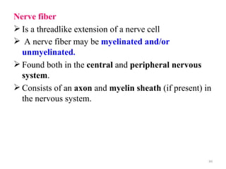 Nerve fiber
 Is a threadlike extension of a nerve cell
 A nerve fiber may be myelinated and/or
  unmyelinated.
 Found both in the central and peripheral nervous
  system.
 Consists of an axon and myelin sheath (if present) in
  the nervous system.




                                                      80
 