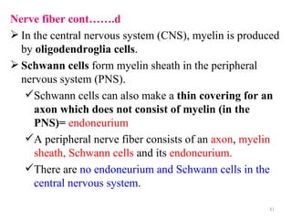 Nerve fiber cont…….d
 In the central nervous system (CNS), myelin is produced
  by oligodendroglia cells.
 Schwann cells form myelin sheath in the peripheral
  nervous system (PNS).
   Schwann cells can also make a thin covering for an
     axon which does not consist of myelin (in the
     PNS)= endoneurium
   A peripheral nerve fiber consists of an axon, myelin
     sheath, Schwann cells and its endoneurium.
   There are no endoneurium and Schwann cells in the
     central nervous system.

                                                      81
 