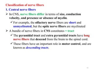 Classification of nerve fibers
1. Central nerve fibers
 In CNS, nerve fibers differ in terms of size, conduction
   velocity, and presence or absence of myelin.
     For example, the olfactory nerve fibers are short and
      unmyelinated, but the optic nerve fibers are myelinated
 A bundle of nerve fibers in CNS constitutes = tract
     The pyramidal tract and extra pyramidal tracts have long
      nerve fibers that descend from the brain to the spinal cord.
     These fibers have an important role in motor control, and are
      known as descending tracts.




                                                               82
 