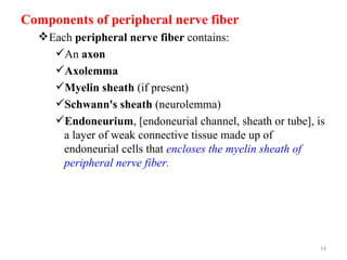 Components of peripheral nerve fiber
   Each peripheral nerve fiber contains:
     An axon
     Axolemma
     Myelin sheath (if present)
     Schwann's sheath (neurolemma)
     Endoneurium, [endoneurial channel, sheath or tube], is
       a layer of weak connective tissue made up of
       endoneurial cells that encloses the myelin sheath of
       peripheral nerve fiber.




                                                           84
 
