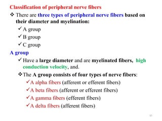Classification of peripheral nerve fibers
 There are three types of peripheral nerve fibers based on
  their diameter and myelination:
    A group
    B group
    C group
A group
    Have a large diameter and are myelinated fibers, high
      conduction velocity, and.
    The A group consists of four types of nerve fibers:
       A alpha fibers (afferent or efferent fibers)
       A beta fibers (afferent or efferent fibers)
       A gamma fibers (efferent fibers)
       A delta fibers (afferent fibers)
                                                              85
 