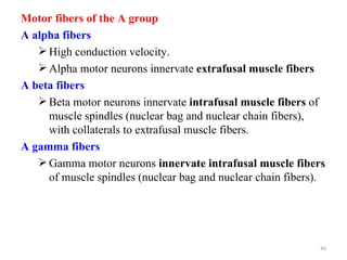 Motor fibers of the A group
A alpha fibers
    High conduction velocity.
    Alpha motor neurons innervate extrafusal muscle fibers
A beta fibers
    Beta motor neurons innervate intrafusal muscle fibers of
     muscle spindles (nuclear bag and nuclear chain fibers),
     with collaterals to extrafusal muscle fibers.
A gamma fibers
    Gamma motor neurons innervate intrafusal muscle fibers
     of muscle spindles (nuclear bag and nuclear chain fibers).




                                                              86
 