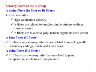 Sensory fibers of the A group
A alpha fibers (Ia fiber or Ib fibers)
 Characteristics:
    High conduction velocity
    Ia fibers are related to muscle spindle primary endings
      (muscle sense)
    Ib fibers are related to golgi tendon organs (muscle sense)
A beta fibers (II fibers)
 II fibers carry sensory information related to muscle spindle
  secondary endings, touch, and kinesthesia.
A delta fibers (III fibers)
 III fibers carry sensory information related to pain,
  temperature, crude touch, and pressure.

                                                                   87
 