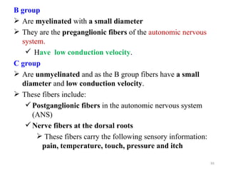 B group
 Are myelinated with a small diameter
 They are the preganglionic fibers of the autonomic nervous
  system.
    Have low conduction velocity.
C group
 Are unmyelinated and as the B group fibers have a small
  diameter and low conduction velocity.
 These fibers include:
    Postganglionic fibers in the autonomic nervous system
     (ANS)
    Nerve fibers at the dorsal roots
        These fibers carry the following sensory information:
        pain, temperature, touch, pressure and itch

                                                                 88
 
