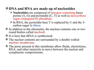  DNA and RNA are made up of nucleotides
    Nucleotides are composed of nitrogen containing bases
      purine (A, G) and pyrimidin (C, T) as well as deoxyribose
      sugar conjugated by phosphate.
    In RNA, the pyrimidin base T is replaced by U and the 5-
      carbon sugar is ribose.
 In addition to the chromatin, the nucleus contains one or two
  round bodies called nucleoli.
 It is here that rRNA is synthesized.
 The nuclear contents are surrounded by a double walled
  nuclear membrane.
 The pores present in this membrane allow fluids, electrolytes,
  RNA, and other materials to move between the nuclear and
  cytoplasmic comportments.



                                                                   9
 