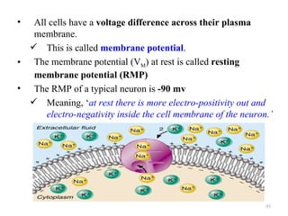 •  All cells have a voltage difference across their plasma
   membrane.
   This is called membrane potential.
• The membrane potential (VM) at rest is called resting
   membrane potential (RMP)
• The RMP of a typical neuron is -90 mv
   Meaning, ‘at rest there is more electro-positivity out and
      electro-negativity inside the cell membrane of the neuron.’




                                                               93
 