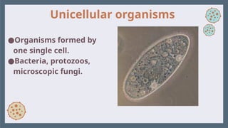 Unicellular organisms
●Organisms formed by
one single cell.
●Bacteria, protozoos,
microscopic fungi.
 
