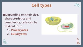 Cell types
●Depending on their size,
characteristics and
complexity, cells can be
divided into:
1) Prokaryotes
2) Eukaryotes
 