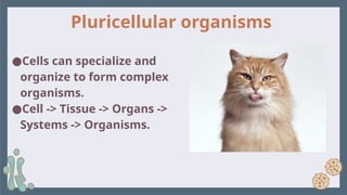 ●Cells can specialize and
organize to form complex
organisms.
●Cell -> Tissue -> Organs ->
Systems -> Organisms.
Pluricellular organisms
 