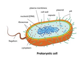 Prokaryotic cell
 