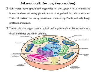 Cell and cell theory