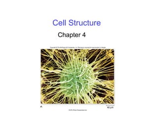 Cell Structure
Chapter 4
 