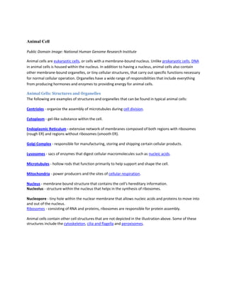Animal Cell

Public Domain Image: National Human Genome Research Institute

Animal cells are eukaryotic cells, or cells with a membrane-bound nucleus. Unlike prokaryotic cells, DNA
in animal cells is housed within the nucleus. In addition to having a nucleus, animal cells also contain
other membrane-bound organelles, or tiny cellular structures, that carry out specific functions necessary
for normal cellular operation. Organelles have a wide range of responsibilities that include everything
from producing hormones and enzymes to providing energy for animal cells.

Animal Cells: Structures and Organelles
The following are examples of structures and organelles that can be found in typical animal cells:

Centrioles - organize the assembly of microtubules during cell division.

Cytoplasm - gel-like substance within the cell.

Endoplasmic Reticulum - extensive network of membranes composed of both regions with ribosomes
(rough ER) and regions without ribosomes (smooth ER).

Golgi Complex - responsible for manufacturing, storing and shipping certain cellular products.

Lysosomes - sacs of enzymes that digest cellular macromolecules such as nucleic acids.

Microtubules - hollow rods that function primarily to help support and shape the cell.

Mitochondria - power producers and the sites of cellular respiration.

Nucleus - membrane bound structure that contains the cell's hereditary information.
Nucleolus - structure within the nucleus that helps in the synthesis of ribosomes.

Nucleopore - tiny hole within the nuclear membrane that allows nucleic acids and proteins to move into
and out of the nucleus.
Ribosomes - consisting of RNA and proteins, ribosomes are responsible for protein assembly.

Animal cells contain other cell structures that are not depicted in the illustration above. Some of these
structures include the cytoskeleton, cilia and flagella and peroxisomes.
 