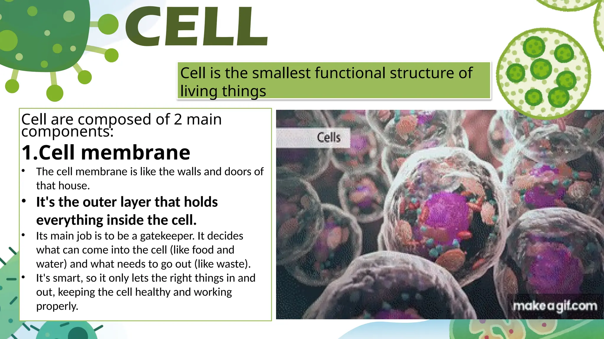 CELL
Cell is the smallest functional structure of
living things
Cell are composed of 2 main
components:
1.Cell membrane
• The cell membrane is like the walls and doors of
that house.
• It's the outer layer that holds
everything inside the cell.
• Its main job is to be a gatekeeper. It decides
what can come into the cell (like food and
water) and what needs to go out (like waste).
• It's smart, so it only lets the right things in and
out, keeping the cell healthy and working
properly.
 