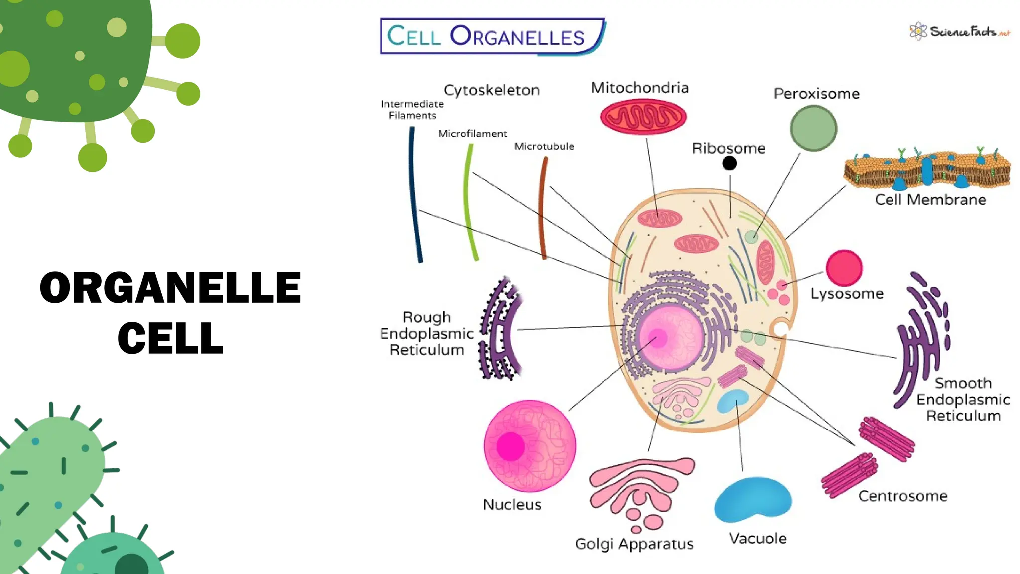 ORGANELLE
CELL
 