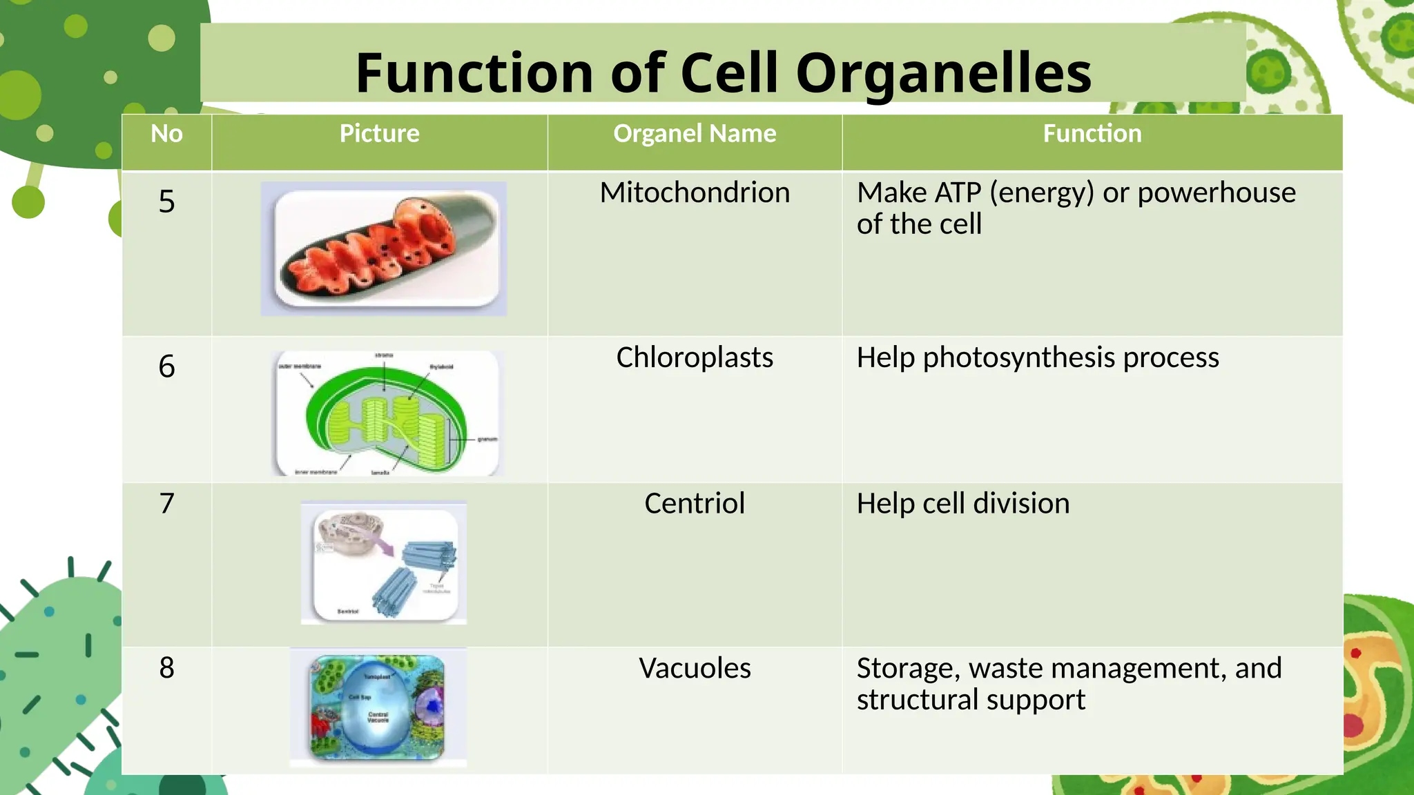 Function of Cell Organelles
No Picture Organel Name Function
5 Mitochondrion Make ATP (energy) or powerhouse
of the cell
6 Chloroplasts Help photosynthesis process
7 Centriol Help cell division
8 Vacuoles Storage, waste management, and
structural support
 