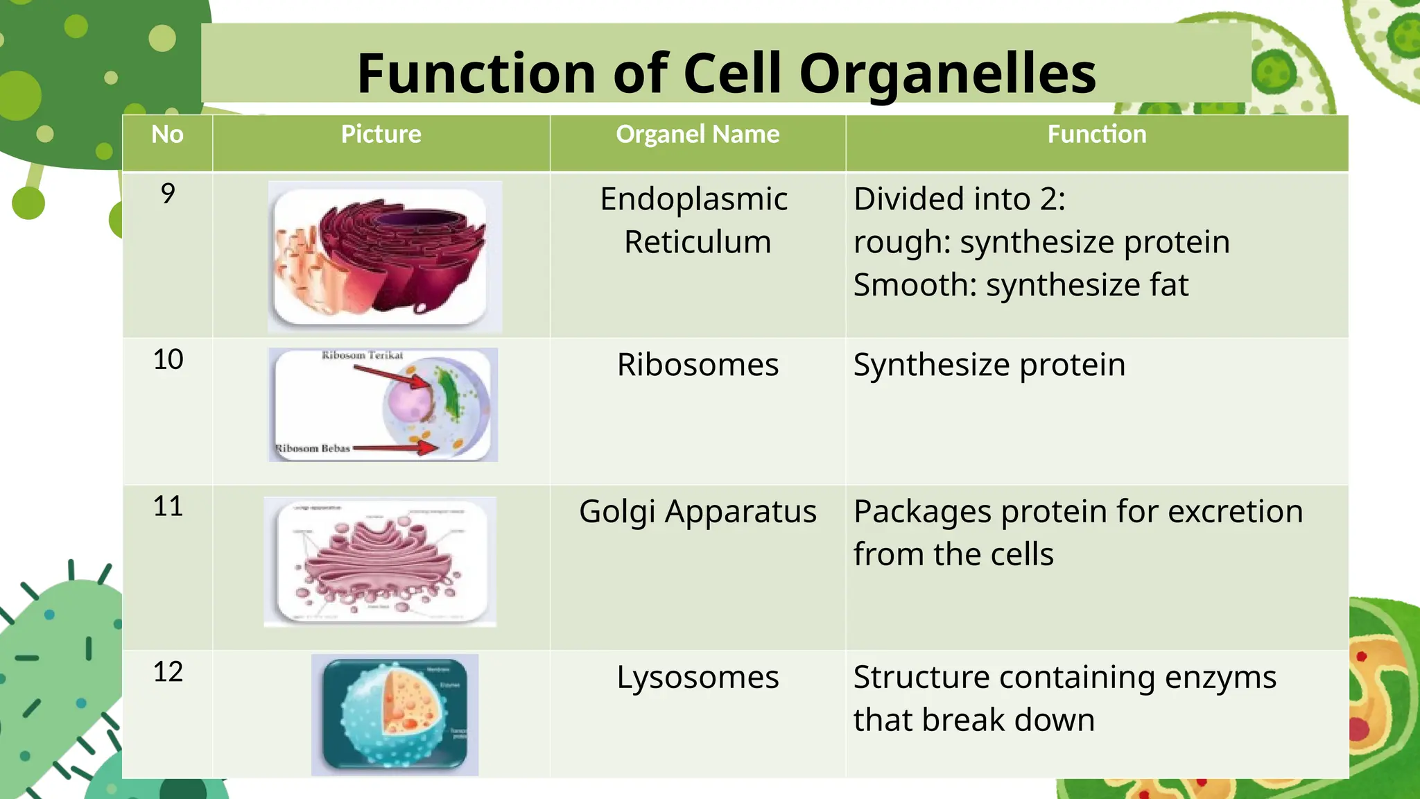 Function of Cell Organelles
No Picture Organel Name Function
9 Endoplasmic
Reticulum
Divided into 2:
rough: synthesize protein
Smooth: synthesize fat
10 Ribosomes Synthesize protein
11 Golgi Apparatus Packages protein for excretion
from the cells
12 Lysosomes Structure containing enzyms
that break down
 