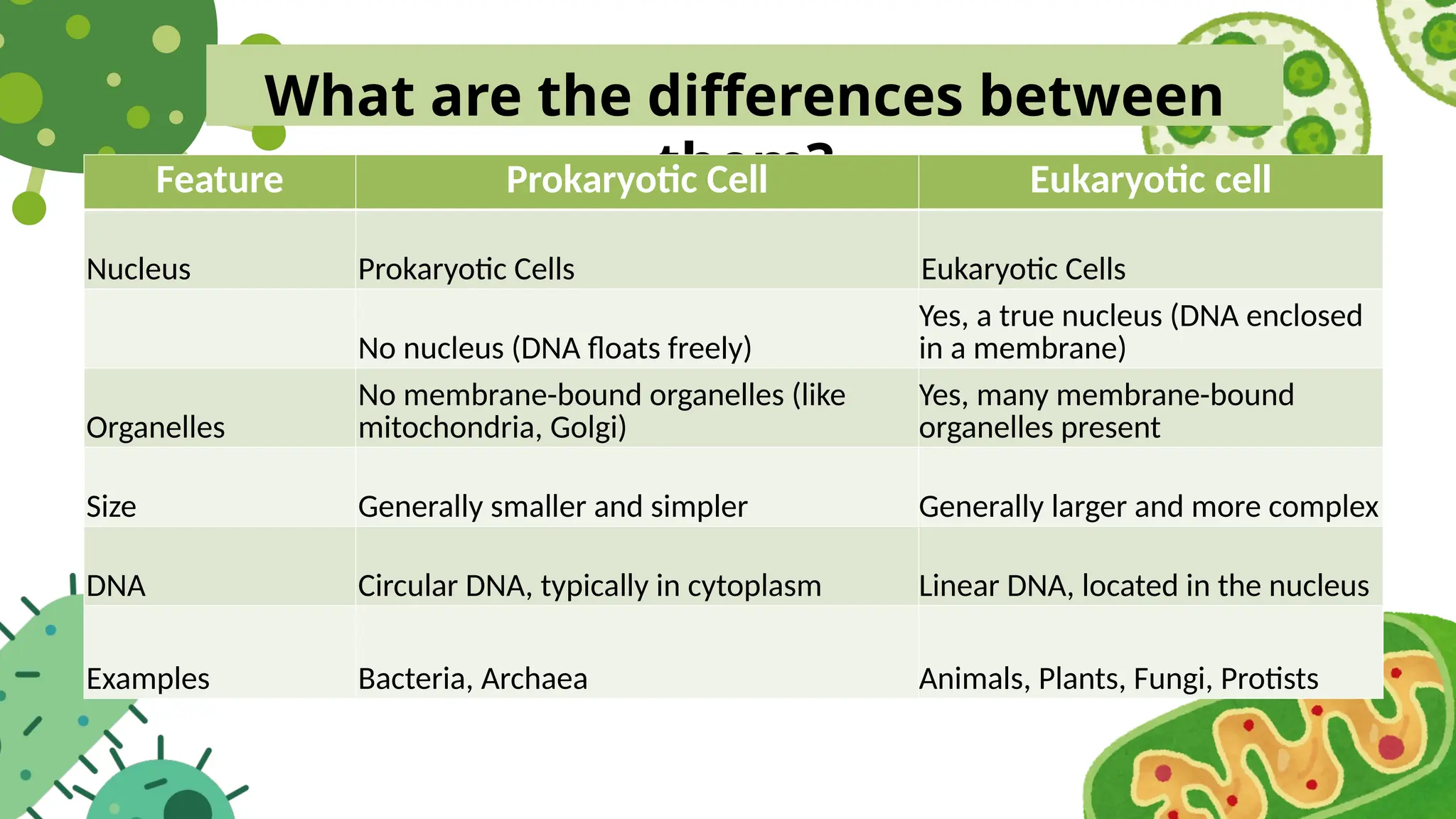 What are the differences between
them?
Feature Prokaryotic Cell Eukaryotic cell
Nucleus Prokaryotic Cells Eukaryotic Cells
No nucleus (DNA floats freely)
Yes, a true nucleus (DNA enclosed
in a membrane)
Organelles
No membrane-bound organelles (like
mitochondria, Golgi)
Yes, many membrane-bound
organelles present
Size Generally smaller and simpler Generally larger and more complex
DNA Circular DNA, typically in cytoplasm Linear DNA, located in the nucleus
Examples Bacteria, Archaea Animals, Plants, Fungi, Protists
 