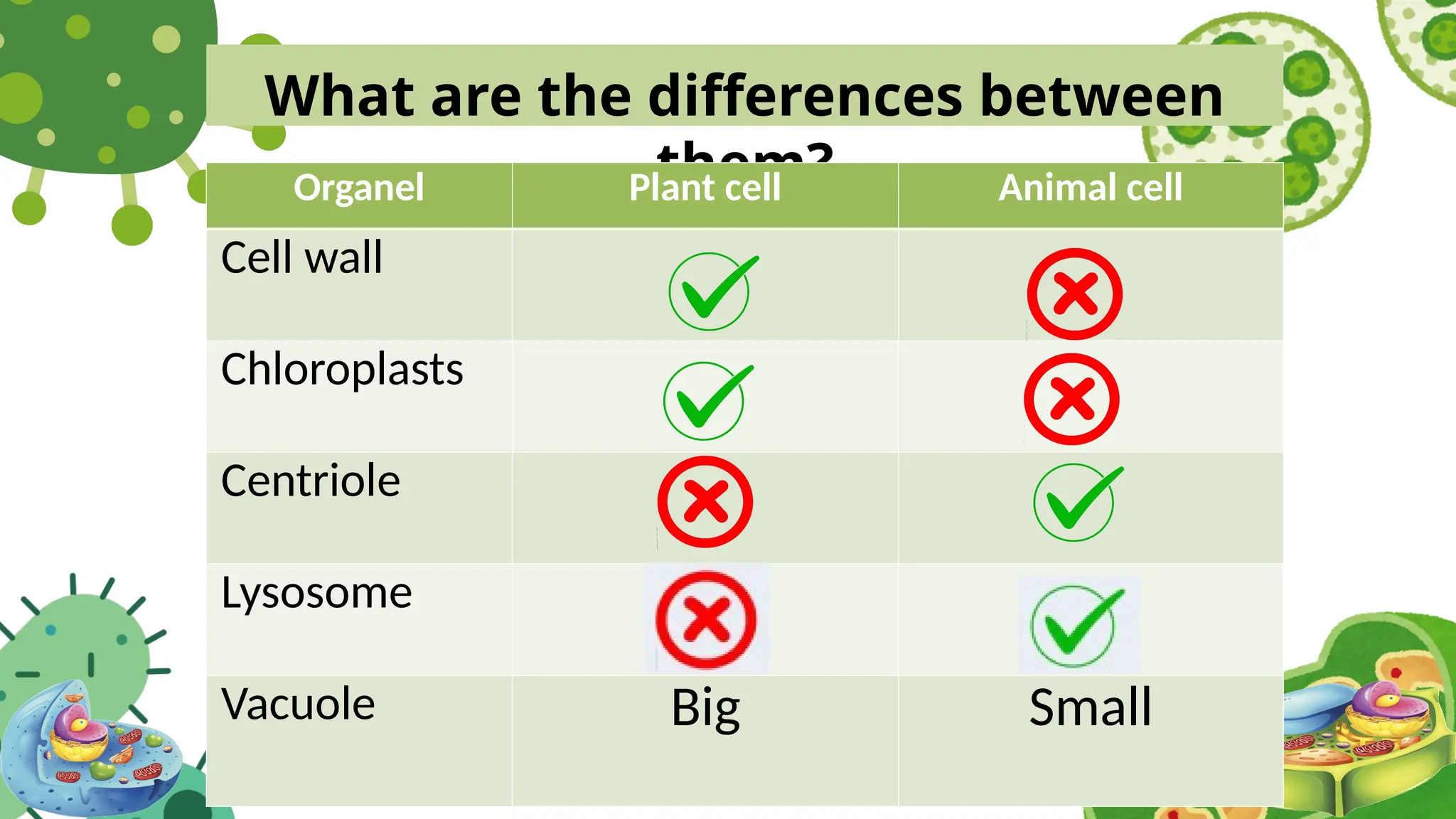What are the differences between
them?
Organel Plant cell Animal cell
Cell wall
Chloroplasts
Centriole
Lysosome
Vacuole Big Small
 