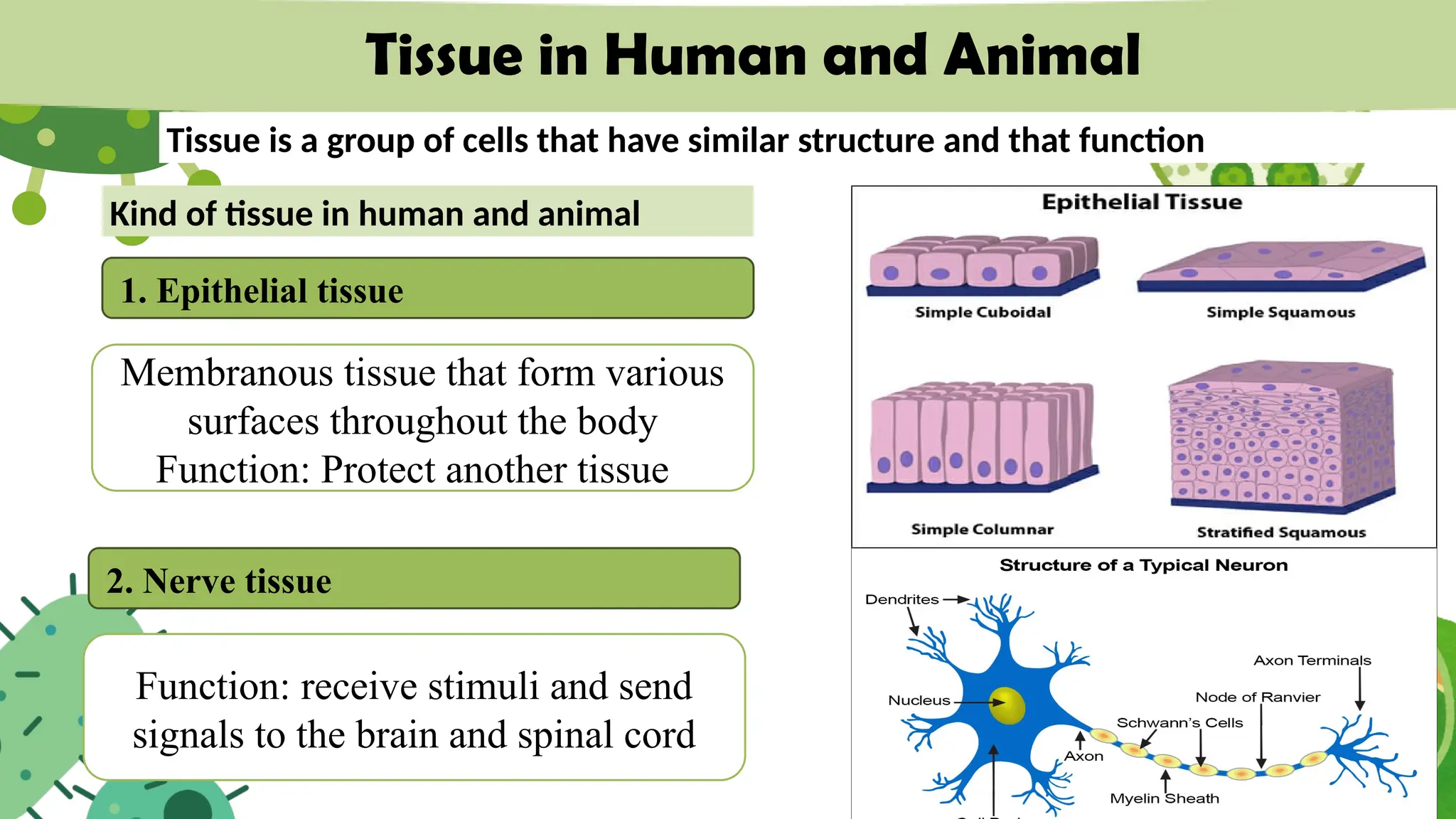 Tissue in Human and Animal
Tissue is a group of cells that have similar structure and that function
Kind of tissue in human and animal
1. Epithelial tissue
Membranous tissue that form various
surfaces throughout the body
Function: Protect another tissue
2. Nerve tissue
Function: receive stimuli and send
signals to the brain and spinal cord
 