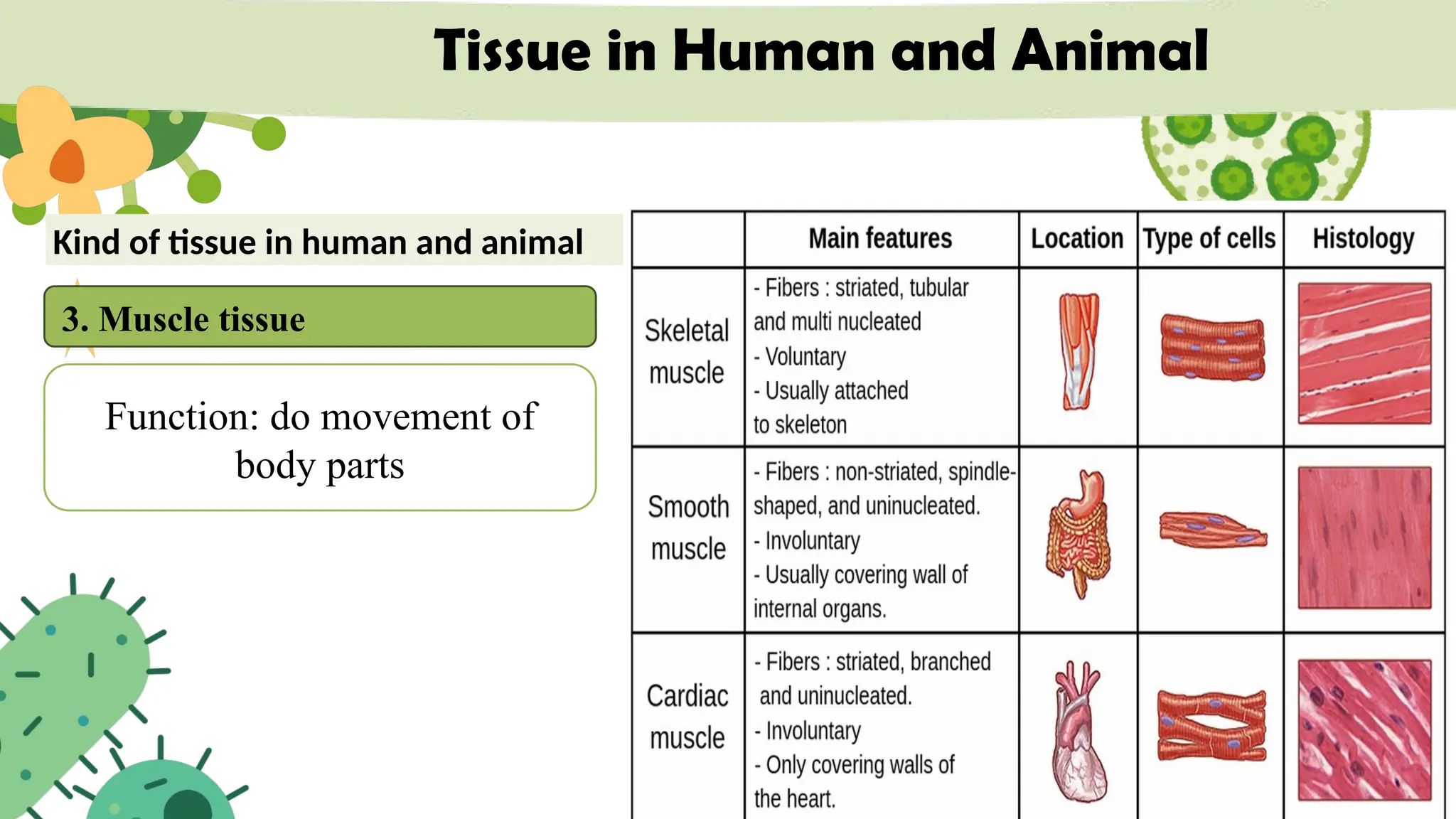 Tissue in Human and Animal
Kind of tissue in human and animal
3. Muscle tissue
Function: do movement of
body parts
 