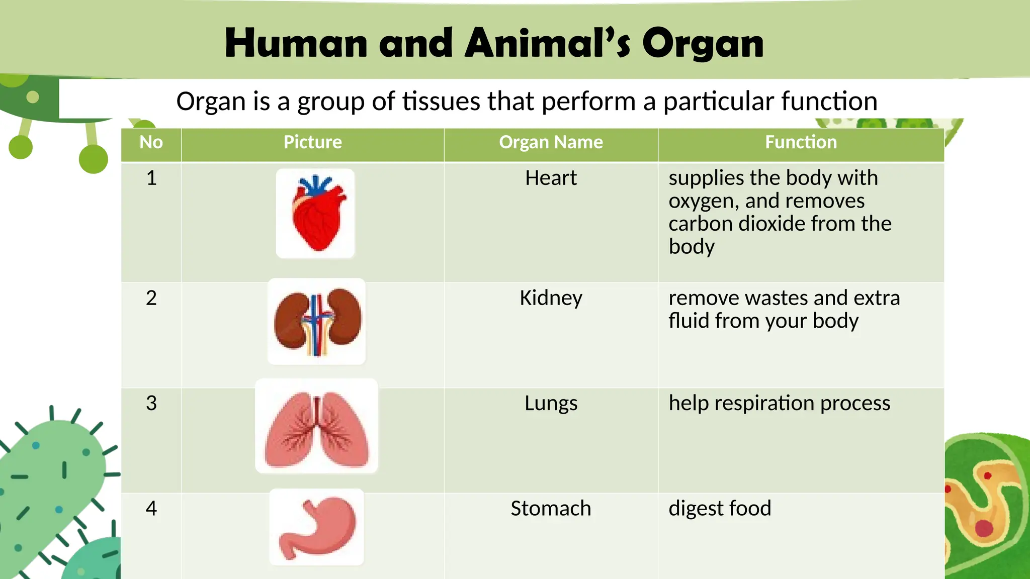Human and Animal’s Organ
Organ is a group of tissues that perform a particular function
No Picture Organ Name Function
1 Heart supplies the body with
oxygen, and removes
carbon dioxide from the
body
2 Kidney remove wastes and extra
fluid from your body
3 Lungs help respiration process
4 Stomach digest food
 