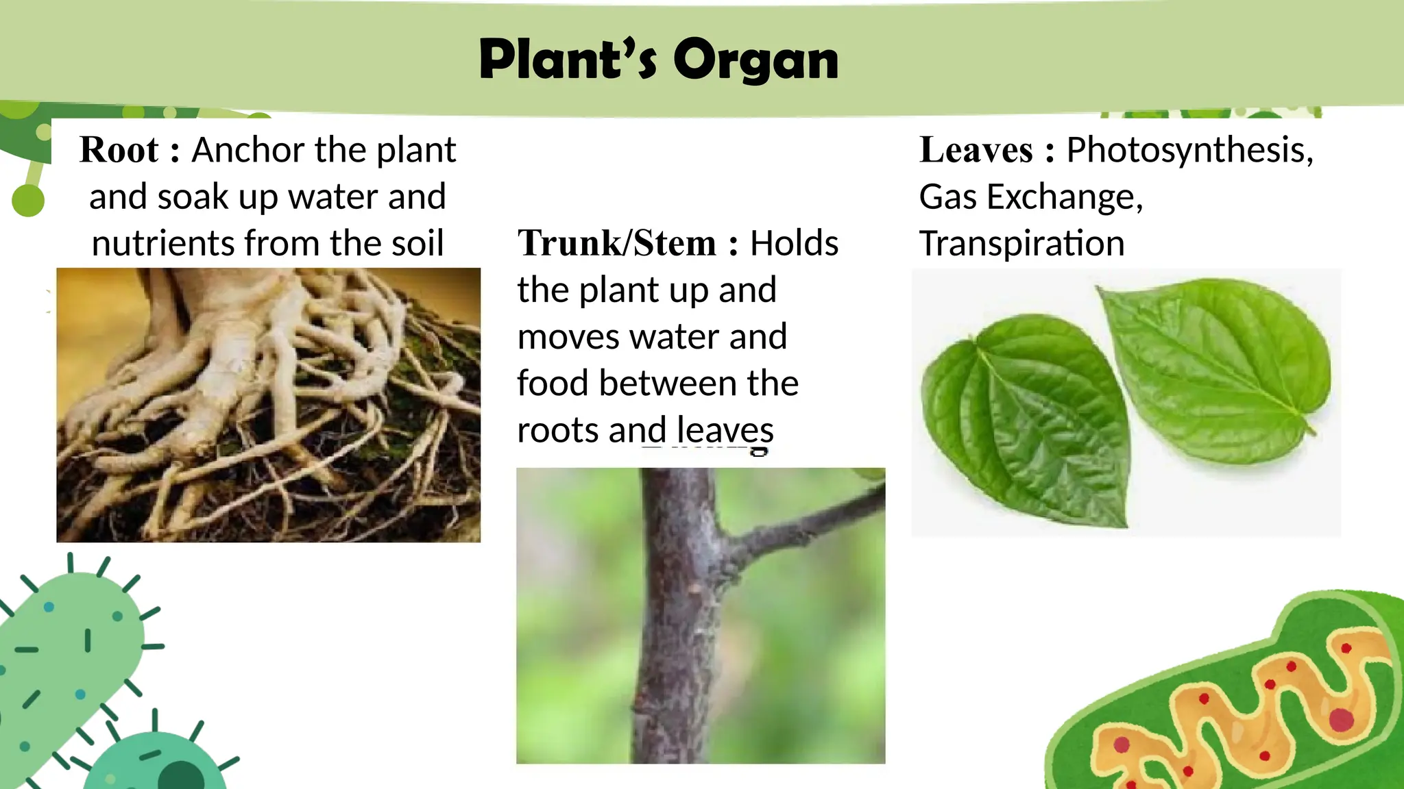 Plant’s Organ
Root : Anchor the plant
and soak up water and
nutrients from the soil Trunk/Stem : Holds
the plant up and
moves water and
food between the
roots and leaves
Leaves : Photosynthesis,
Gas Exchange,
Transpiration
 