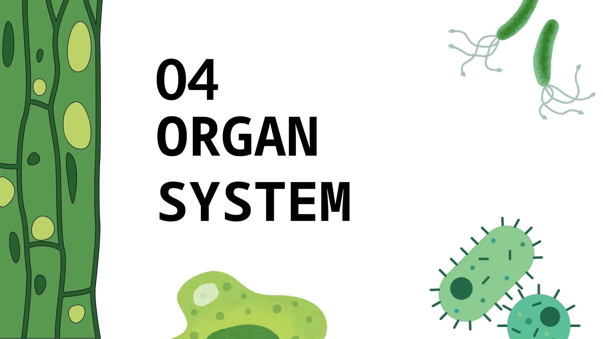 ORGAN
SYSTEM
04
 