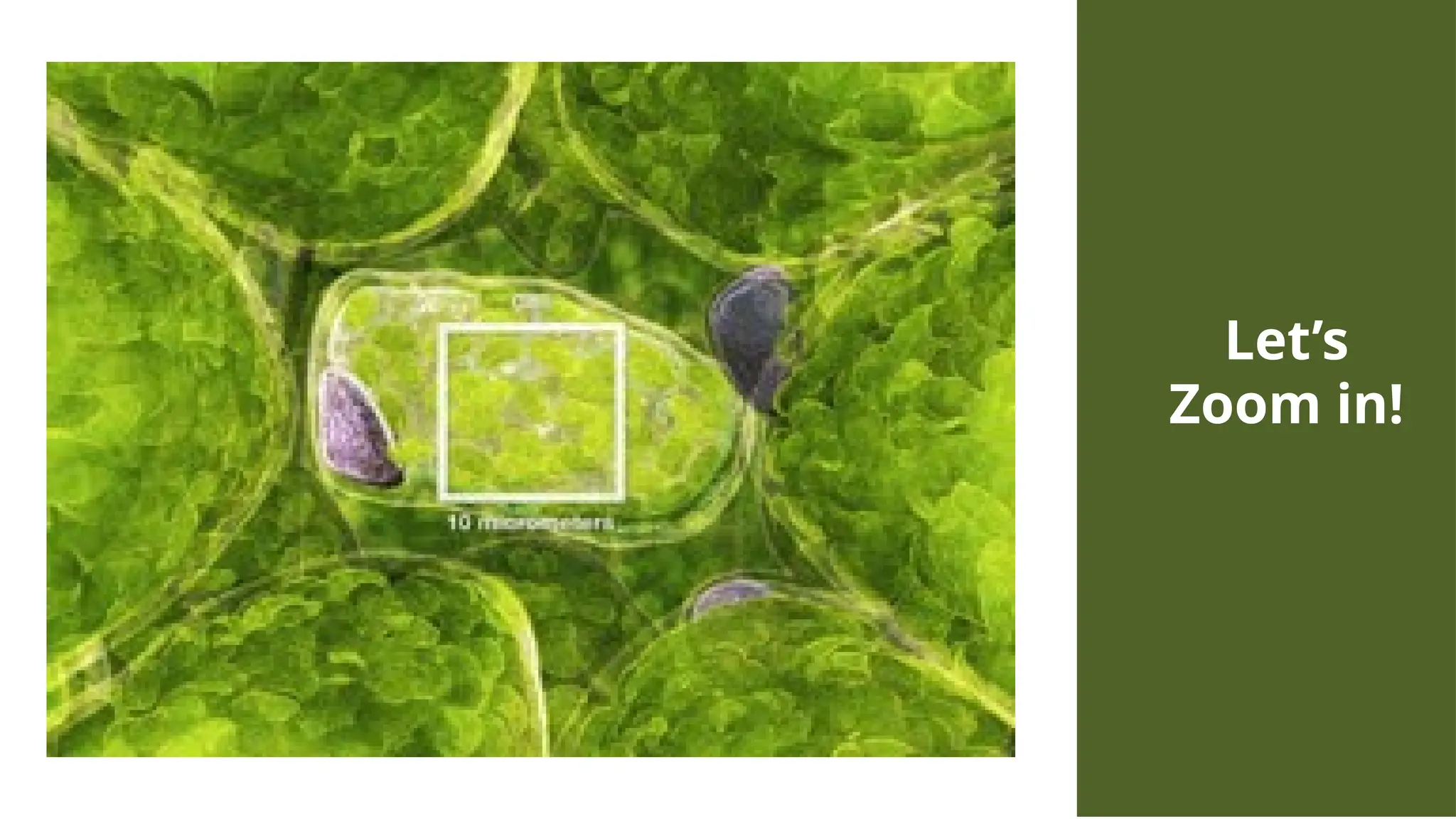 Let’s
Zoom in!
 