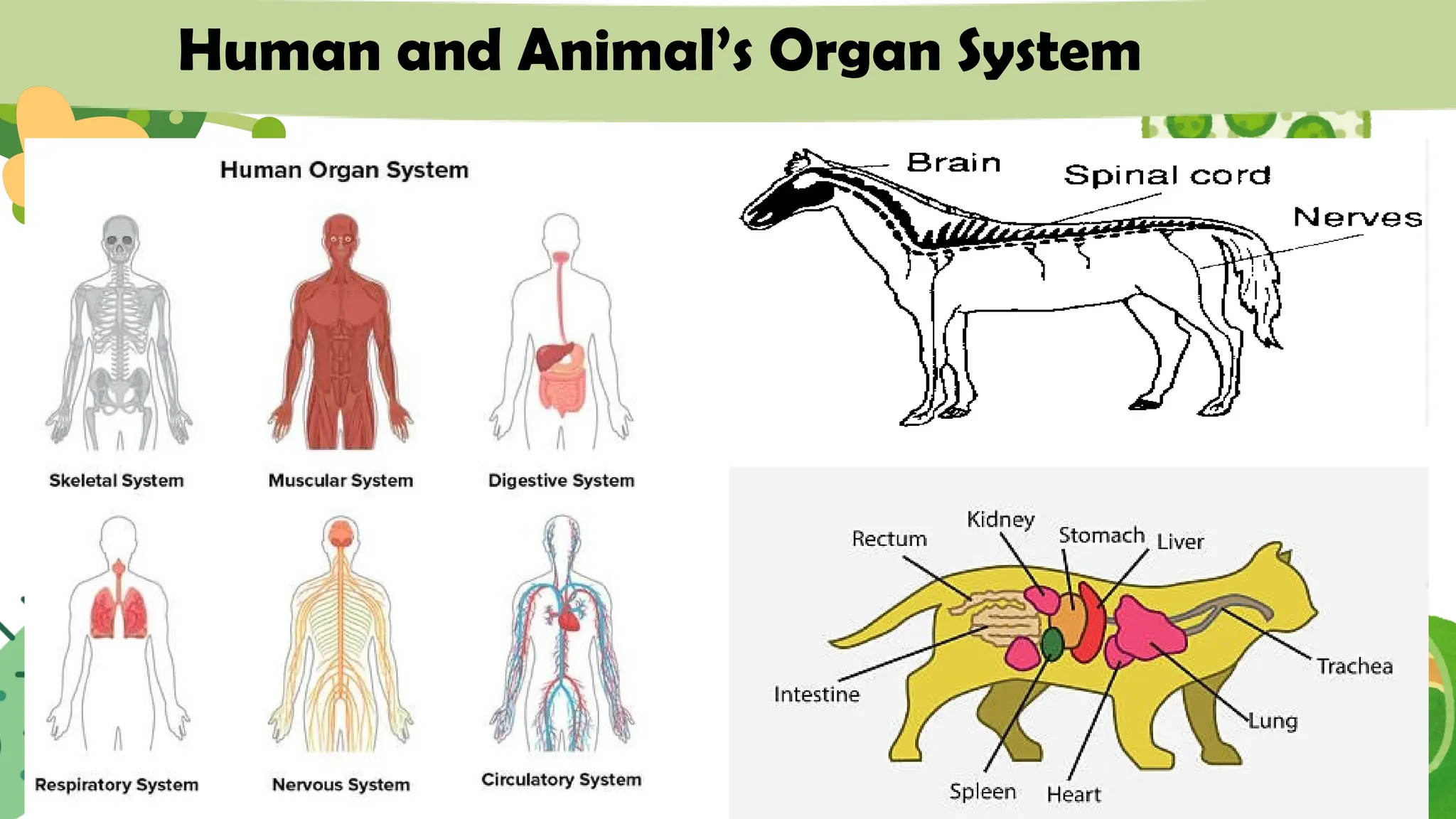 Human and Animal’s Organ System
 