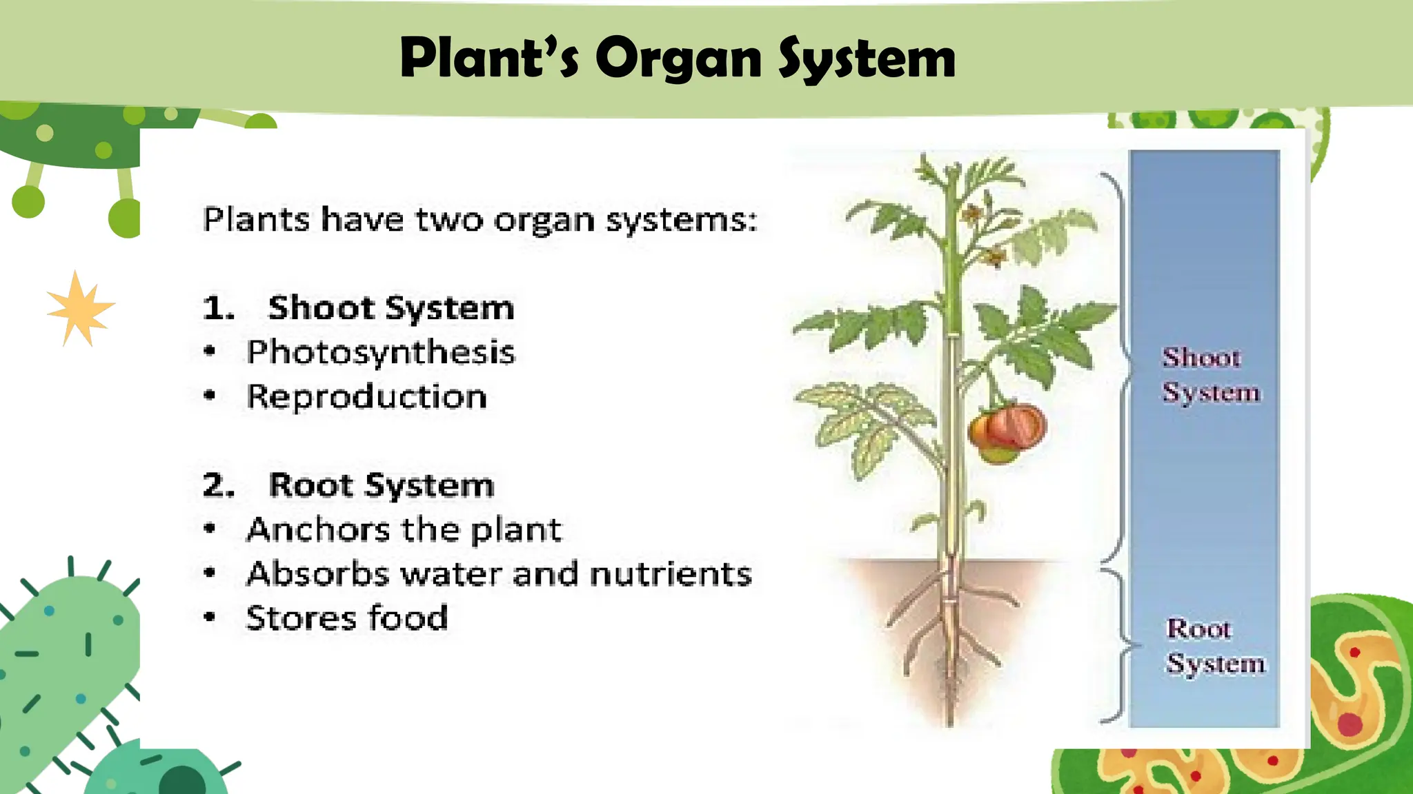 Plant’s Organ System
 
